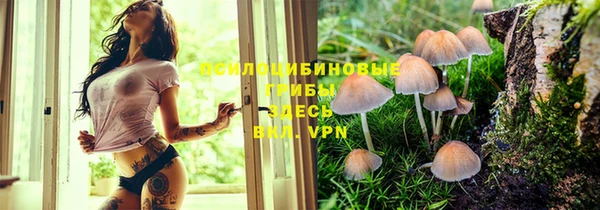 стаф Аркадак